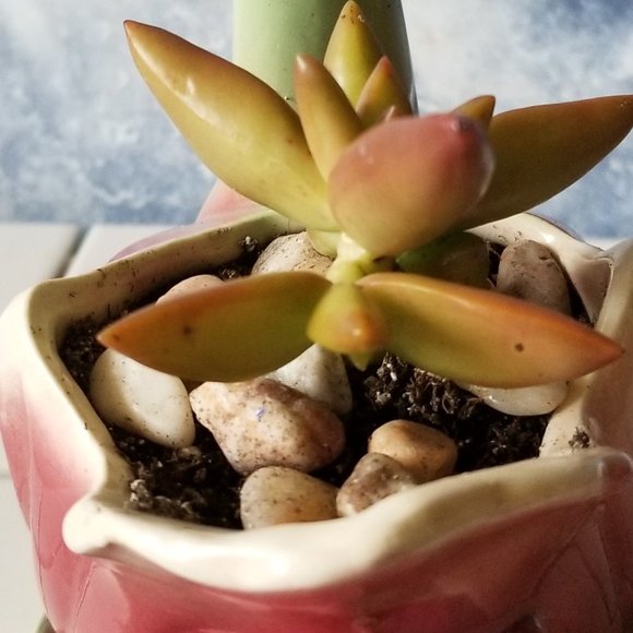 Beautiful Duck / Swan Planter With Succulent - Picture 6 of 10